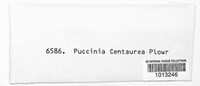 Puccinia centaureae image